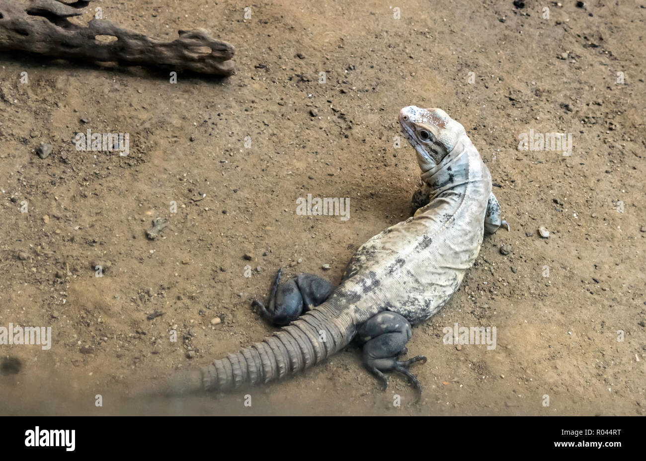 Utila iguana (Ctenosaura bakeri), also known as the Baker's spinytail iguana, swamper or wishiwilly del suampo, shot from above. It is critically enda Stock Photo