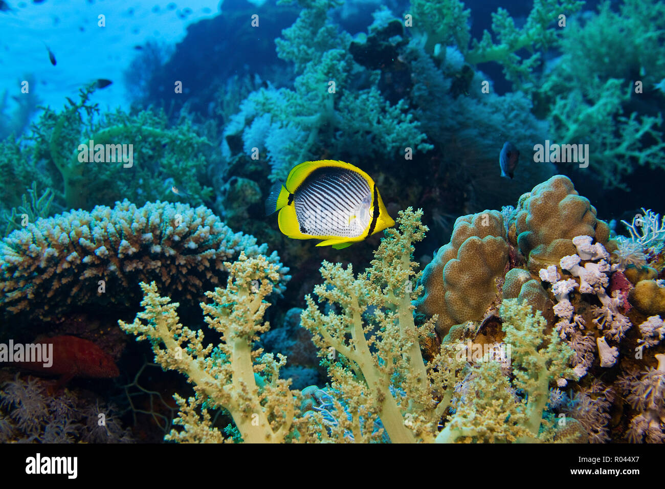 Black-backed butterflyfish (Chaetodon melannotus) at a coral reef, Saparua, Cape Paperu, Moluccas, Indonesia Stock Photo