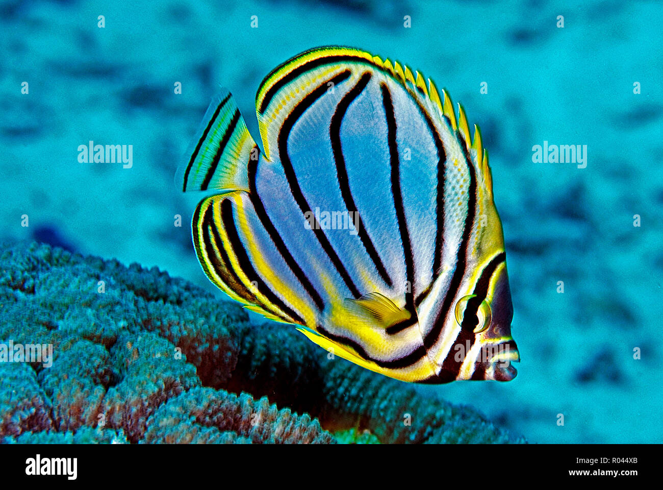 Meyer's butterflyfish (Chaetodon meyeri), Similan Islands, Andaman sea, Thailand Stock Photo