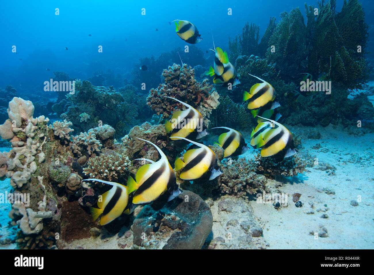 A group Red Sea bannerfish (Heniochus intermedius), Sinai, Egypt Stock Photo