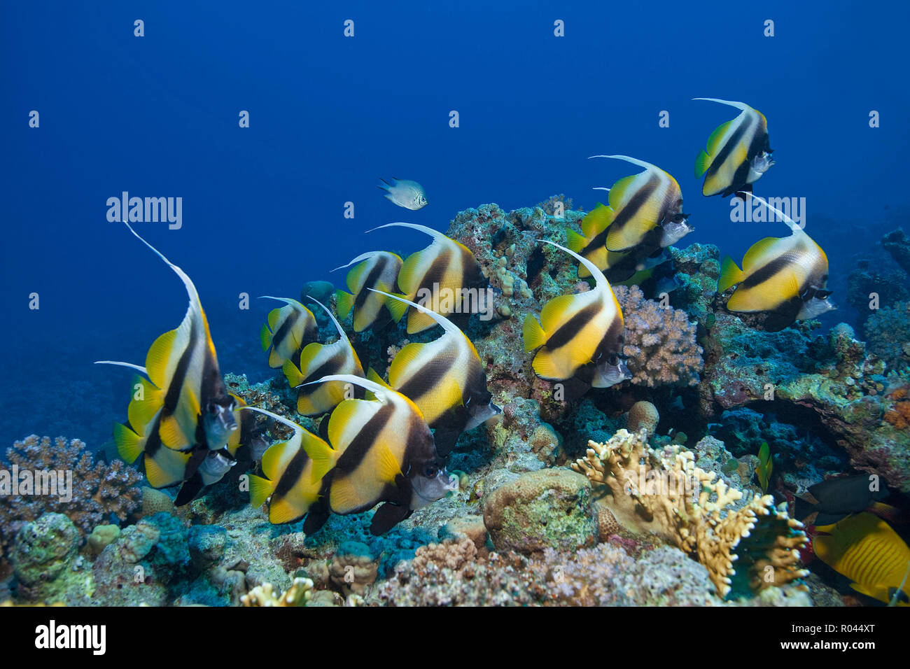 A group Red Sea bannerfish (Heniochus intermedius), Sinai, Egypt Stock Photo