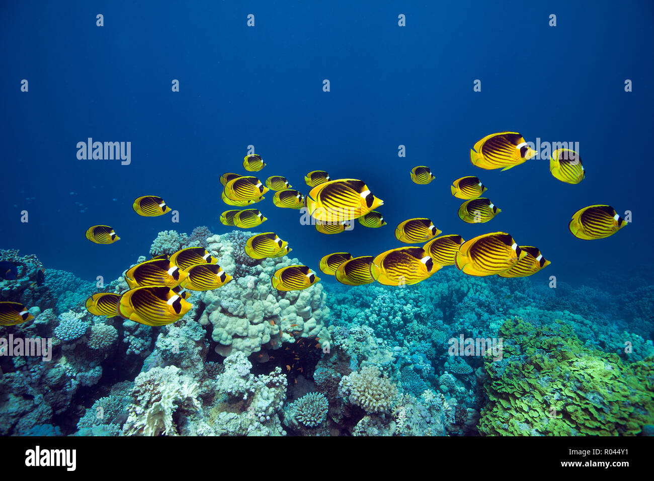 Raccon-Butterfly-Fishes (Chaetodon fasciatus), schooling, Sinai, Egypt Stock Photo