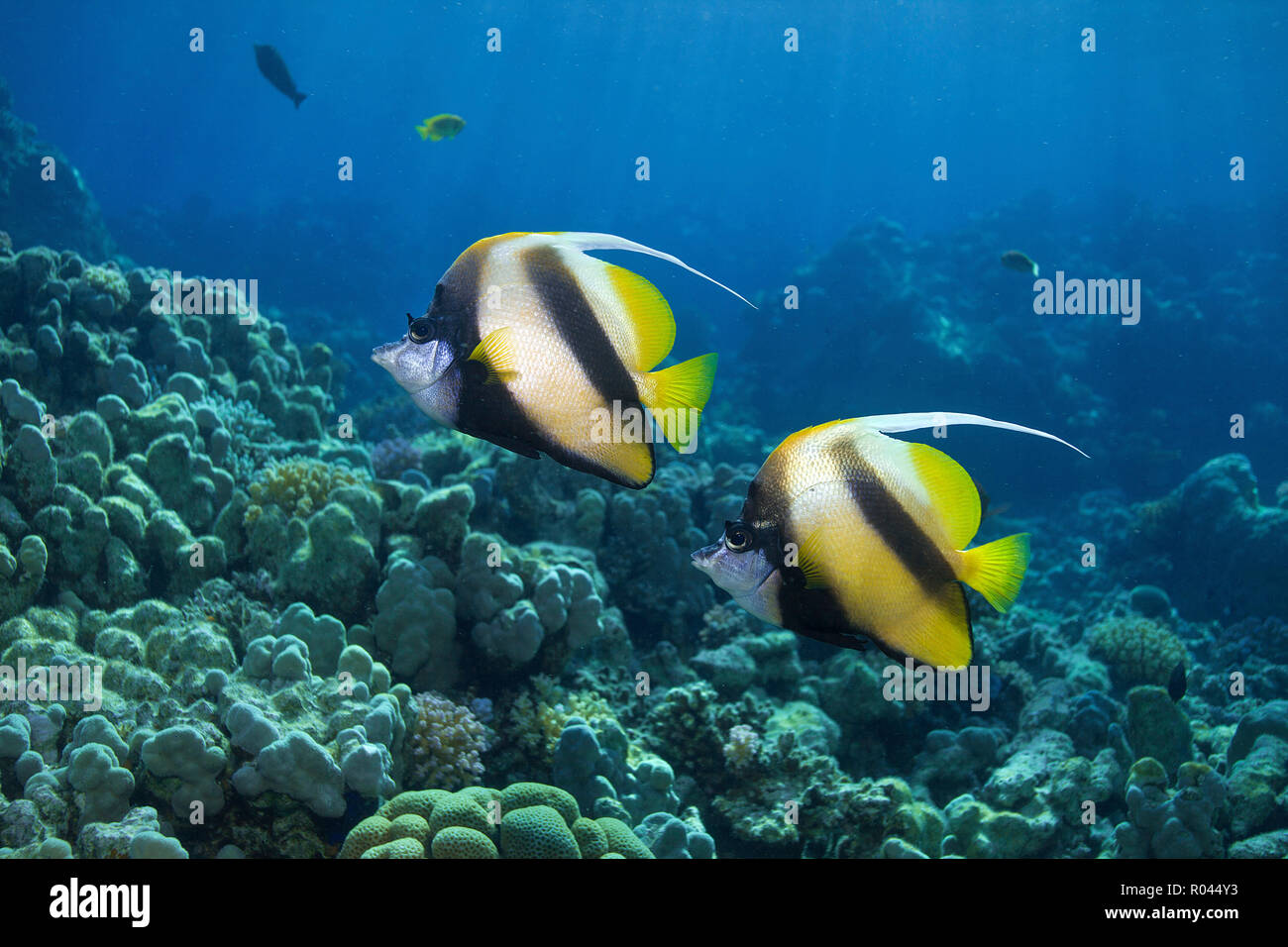 Red Sea bannerfish (Heniochus intermedius), pair, Soma Bay, Egypt Stock Photo