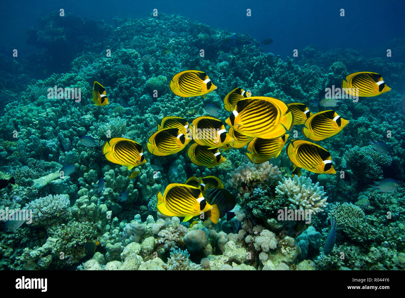 Raccon-Butterfly-Fishes (Chaetodon fasciatus), schooling, Sinai, Egypt Stock Photo