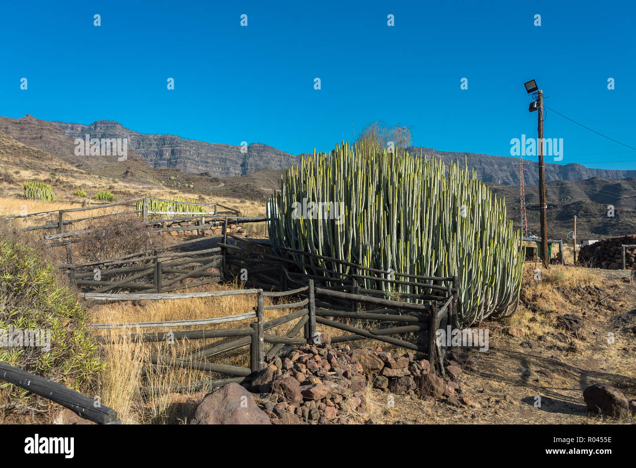 Gran Canaria big cactus, Spain Stock Photo