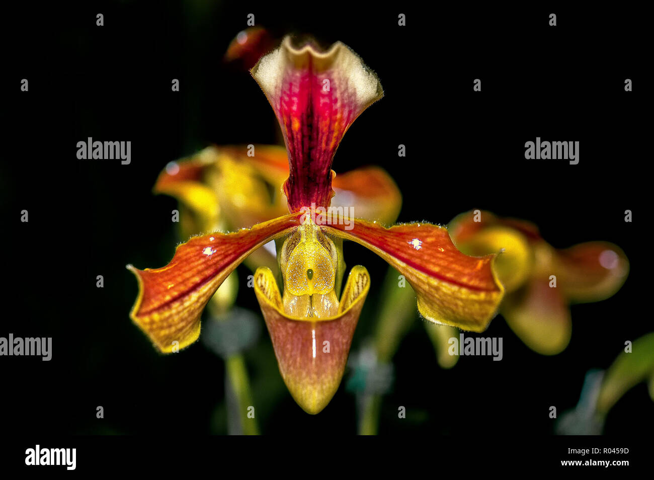 LADY SLIPPER ORCHID. Glossy orange and yellow orchid, known as Lady’s Slipper. Stock Photo
