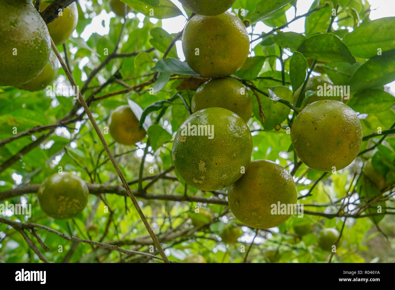 Mandarin tree fruits ripe hi-res stock photography and images - Alamy