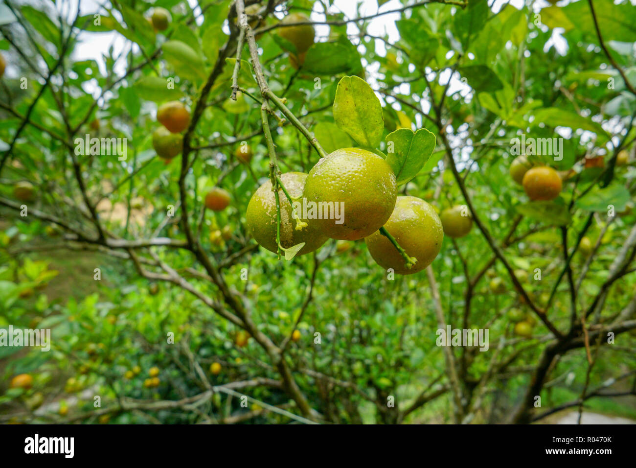 Many lime lemon fruits hanging at lime tree Stock Photo