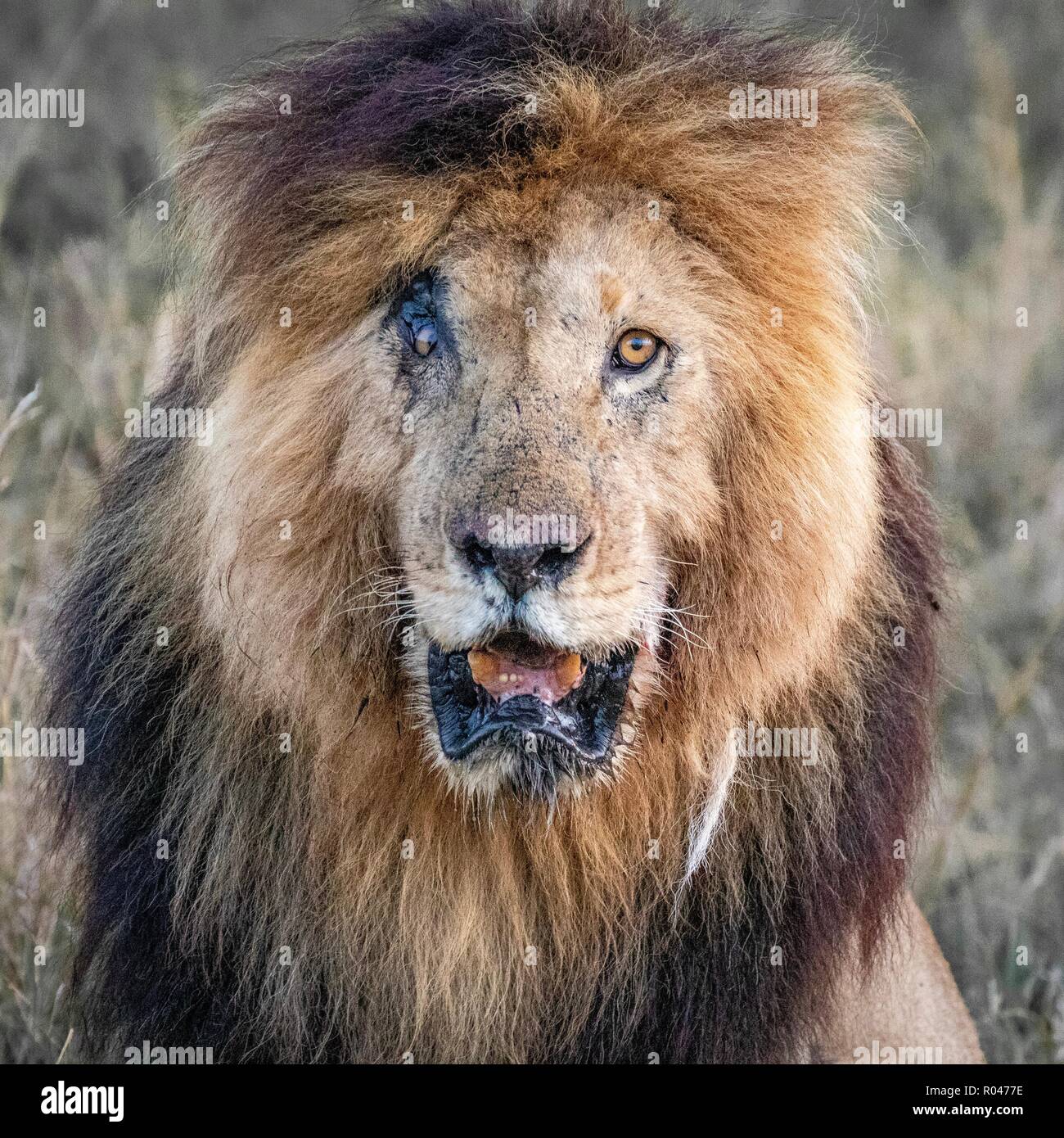Scarface - King Lion! Stock Photo