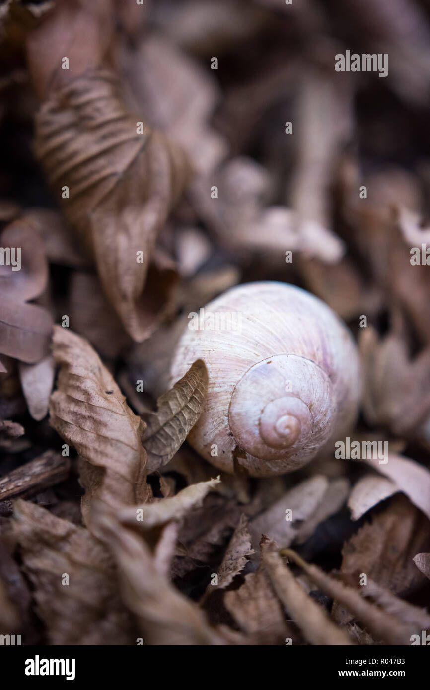 Snail shell in the dry autumn leaves Stock Photo