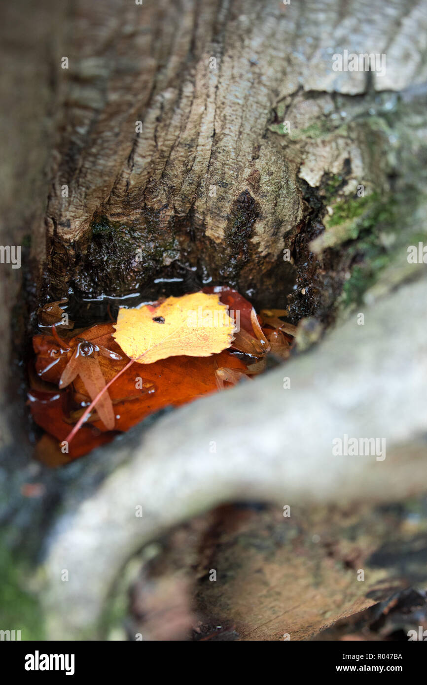 Hollow tree bark with water where floating autumn leaves Stock Photo