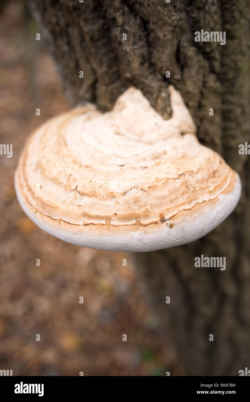 Mushroom raised on tree trunk Stock Photo