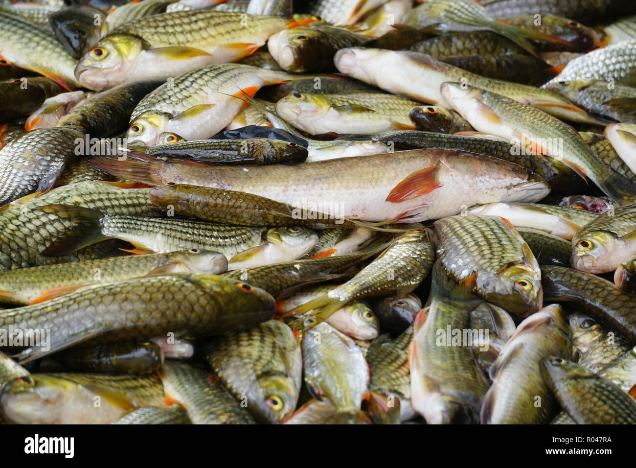 Abundance of Sabah Malaysia Borneo freshwater river fishes at market display. Stock Photo