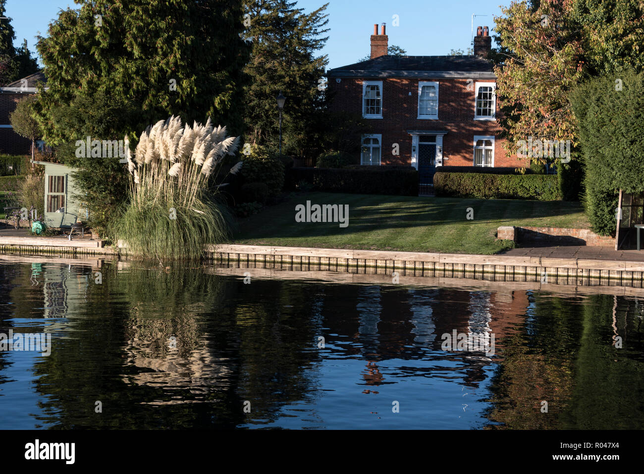 Pampas Grass A Native Of South America Grown In A Riverside Garden Beside The River Thames At Marlow In Buckinghamshire Britain Stock Photo Alamy