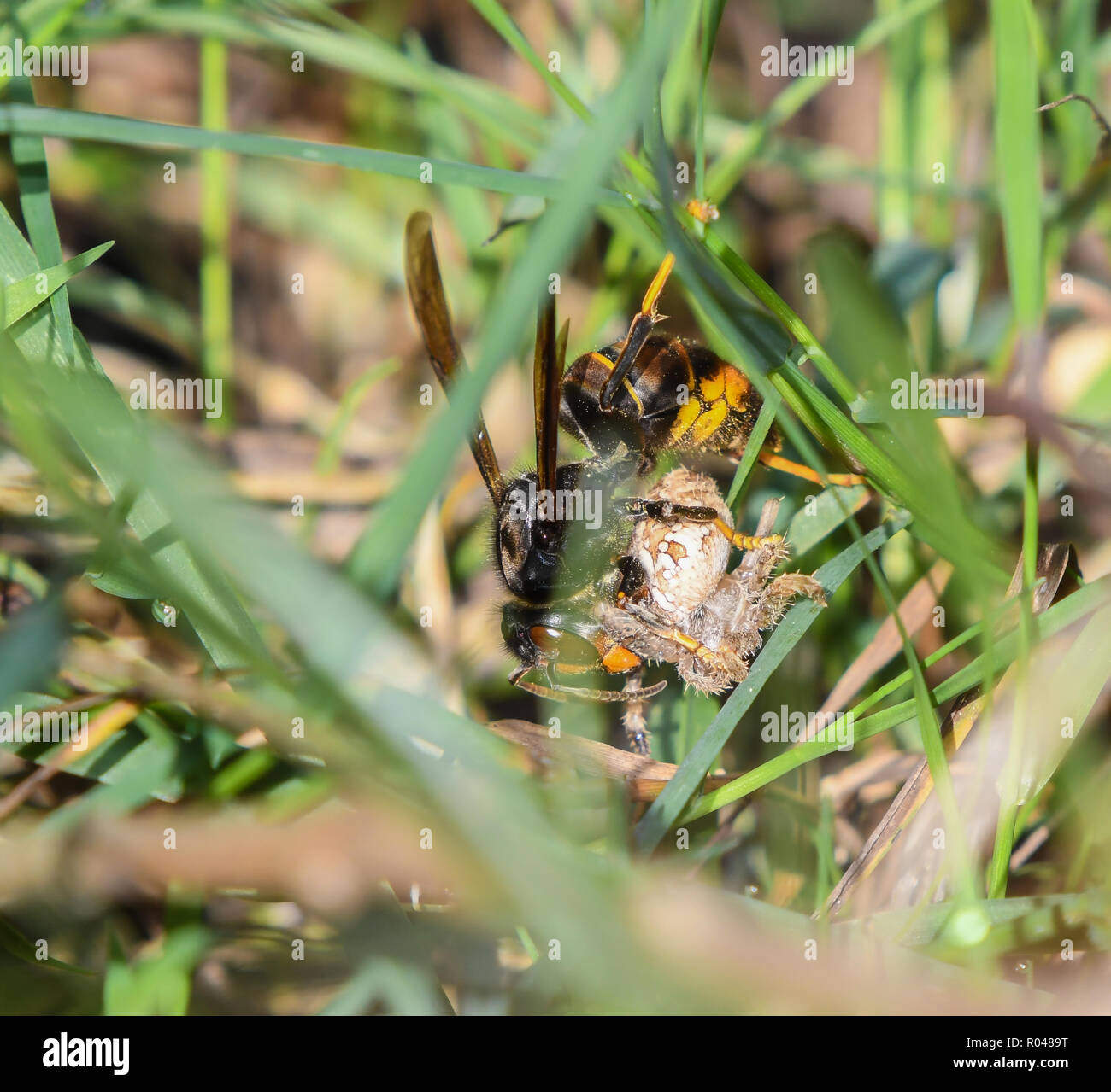 Close-up of Asian wasp among the grass catching a spider Stock Photo