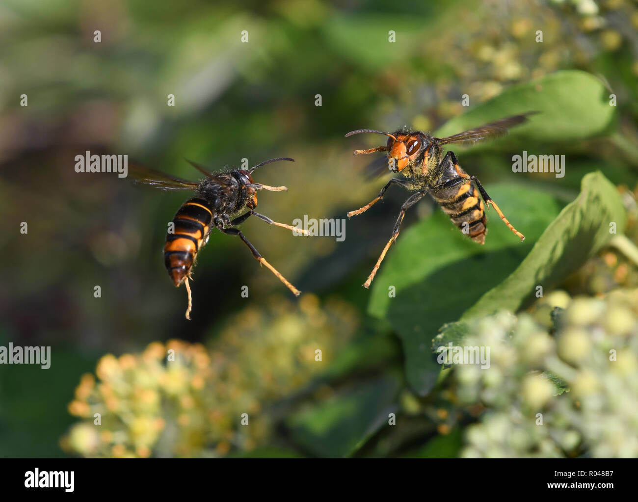 Close-up of two Asian wasps fighting in flight Stock Photo