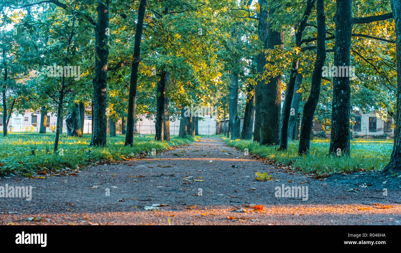Summer park path. Green trees, stone paths. Walk in the fresh air. Summer background screensaver Stock Photo