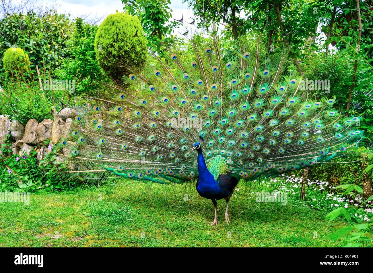 Peacock in natural conditions. One can see a beautiful bird coloring