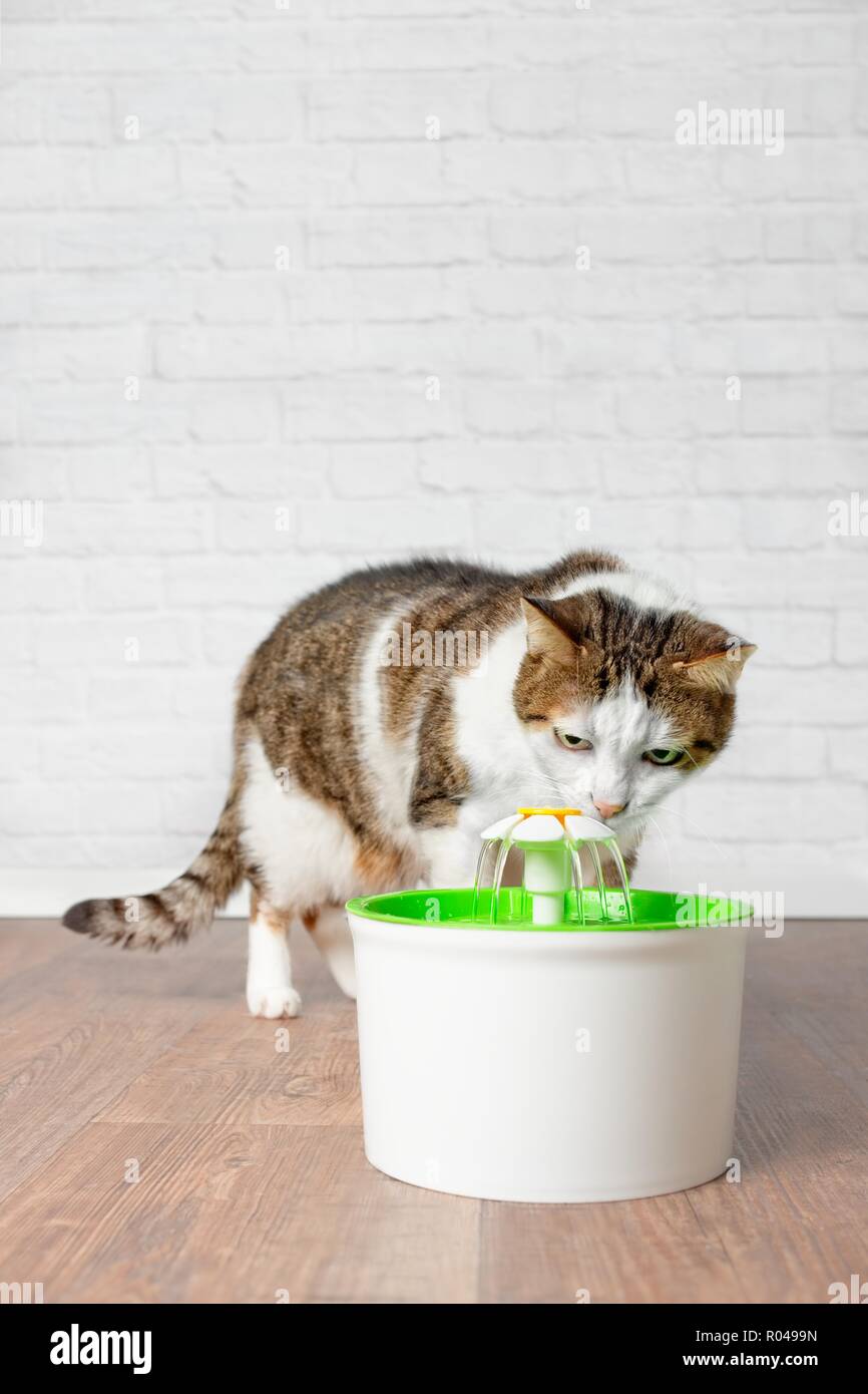 thirsty cat fountain