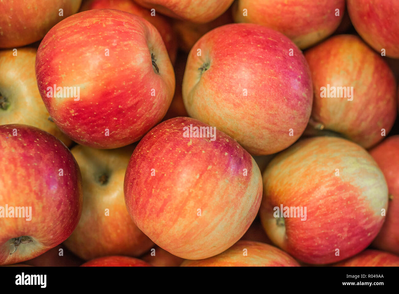 apples closeup. Fresh apples'Fuji' variety grown in the apple country South Tyrol, northern Italy. Apple suitable for cakes. Stock Photo