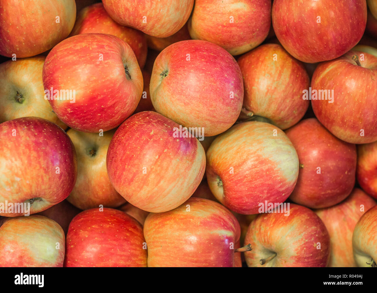 Fresh apples'Fuji' variety grown in the apple country South Tyrol, northern Italy. Apple suitable for cakes. Stock Photo