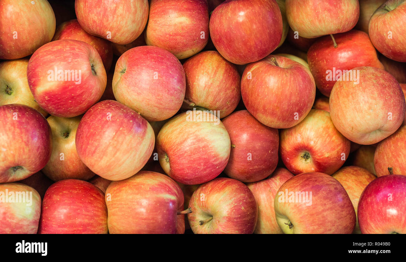 Fresh apples'Fuji' variety grown in the apple country South Tyrol, northern Italy. Apple suitable for cakes. Stock Photo
