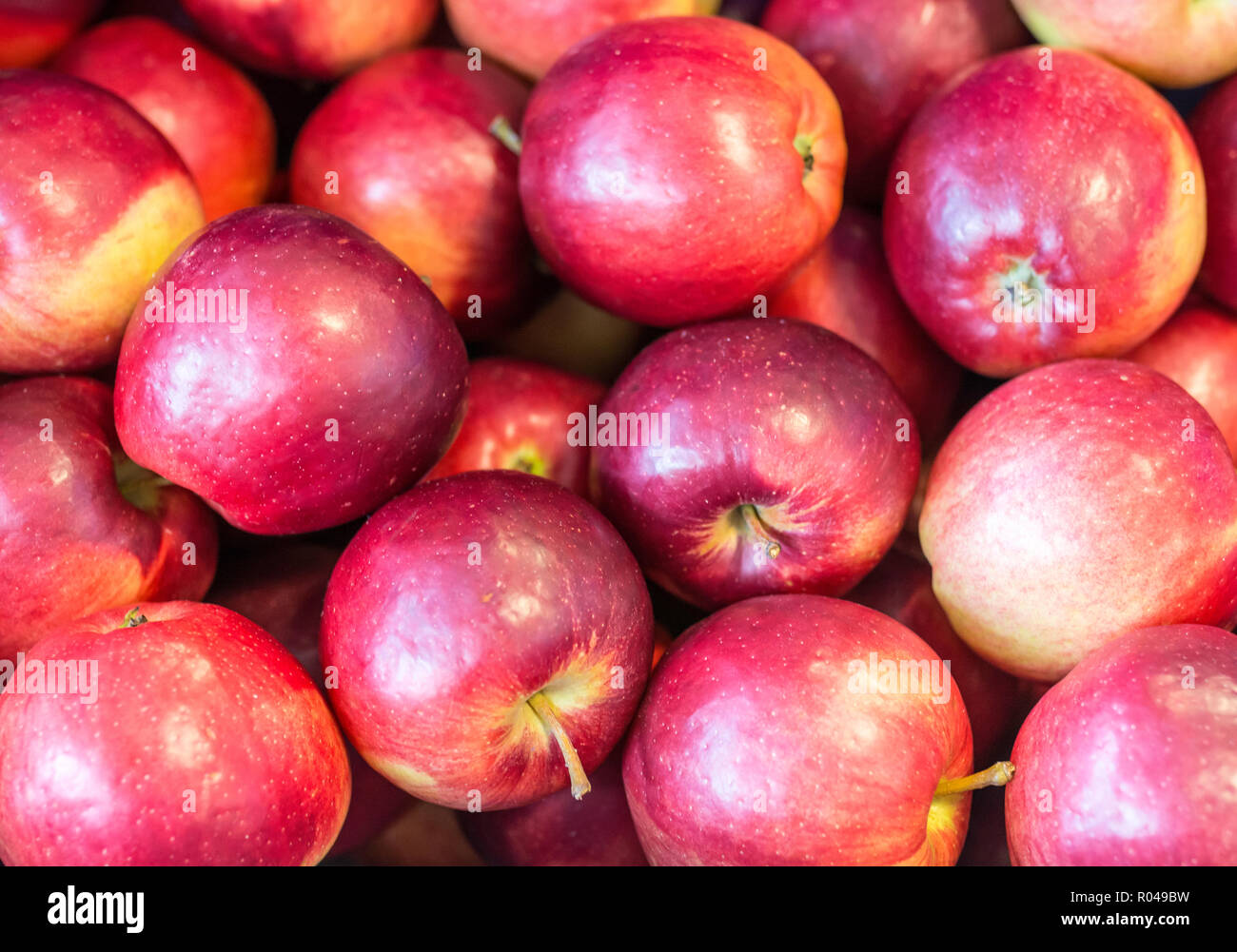 Fresh apples 'Modi' variety grown in the apple country South Tyrol, northern Italy. Apple suitable for compote. Stock Photo