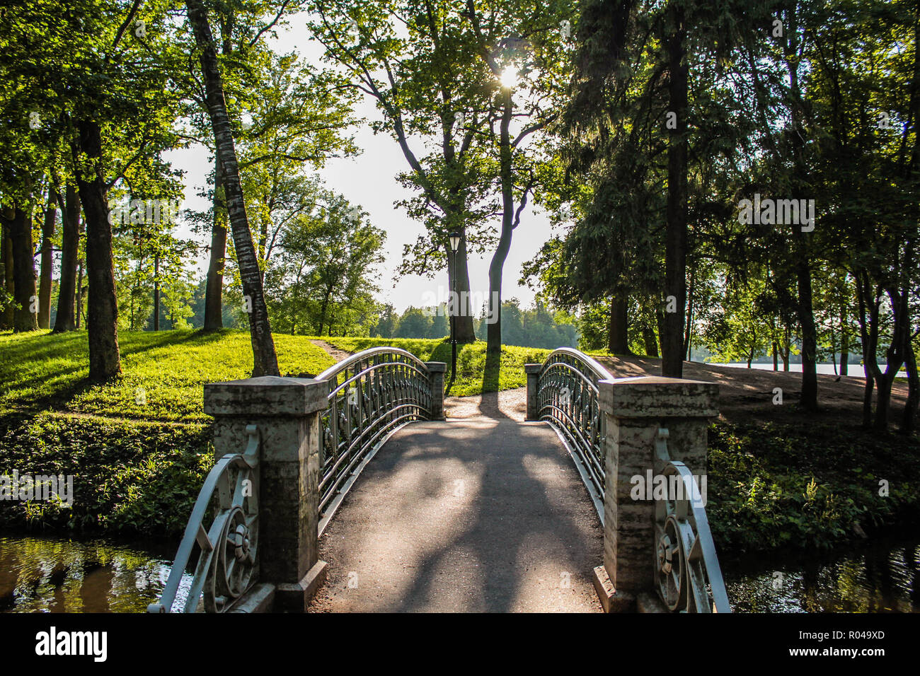 Summer Park. Background summer park. Bright nature, trees with green
