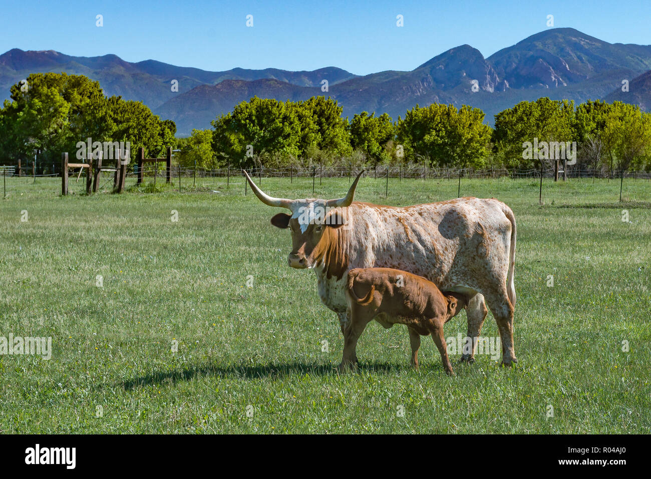 Longhorn Cow with Feeding Calf in Green Pasture with Fence, Trees and Mountains on a bright sunny day Stock Photo