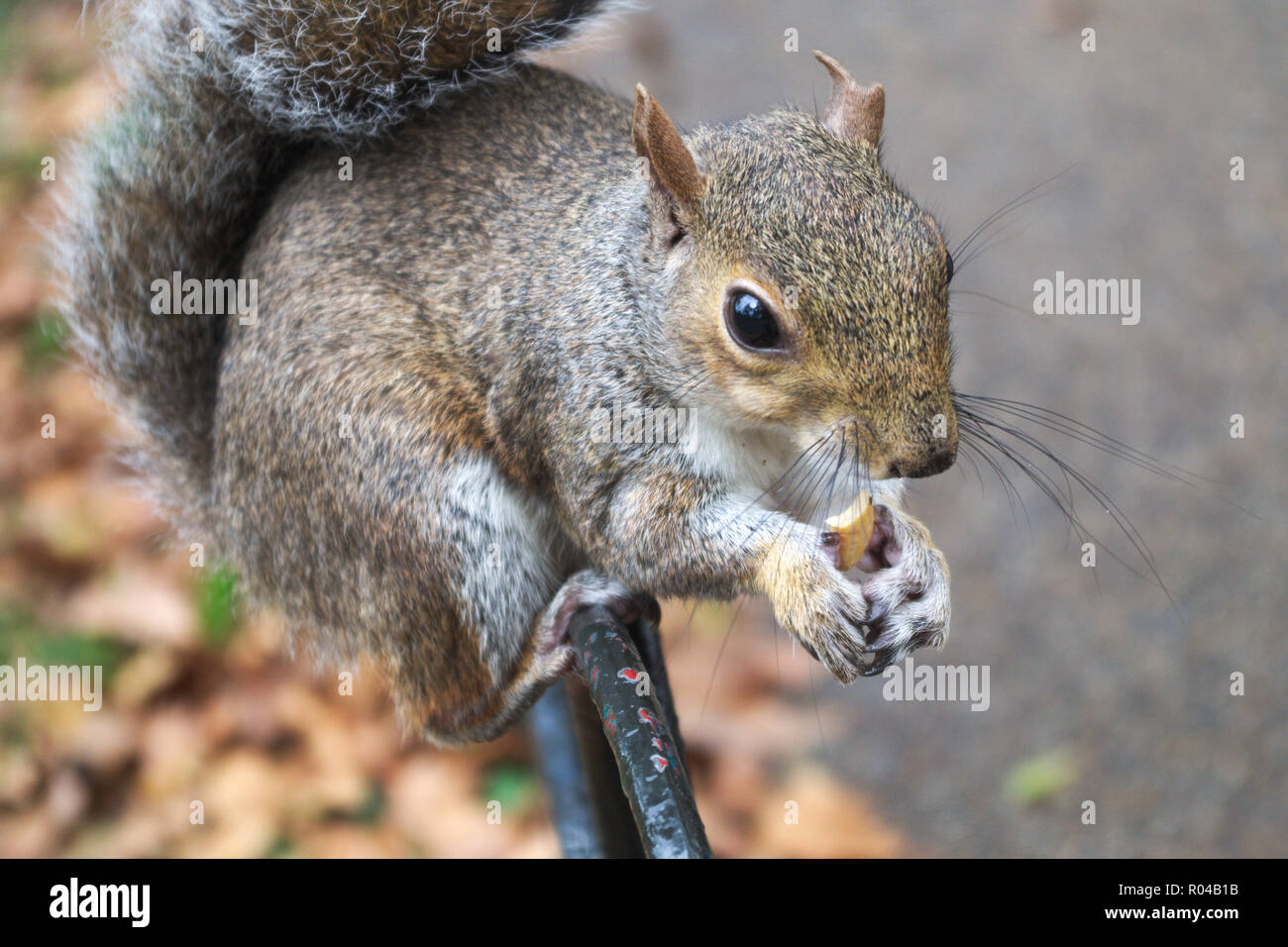 Squirrel on fence in a park is eating a peanut. Stock Photo