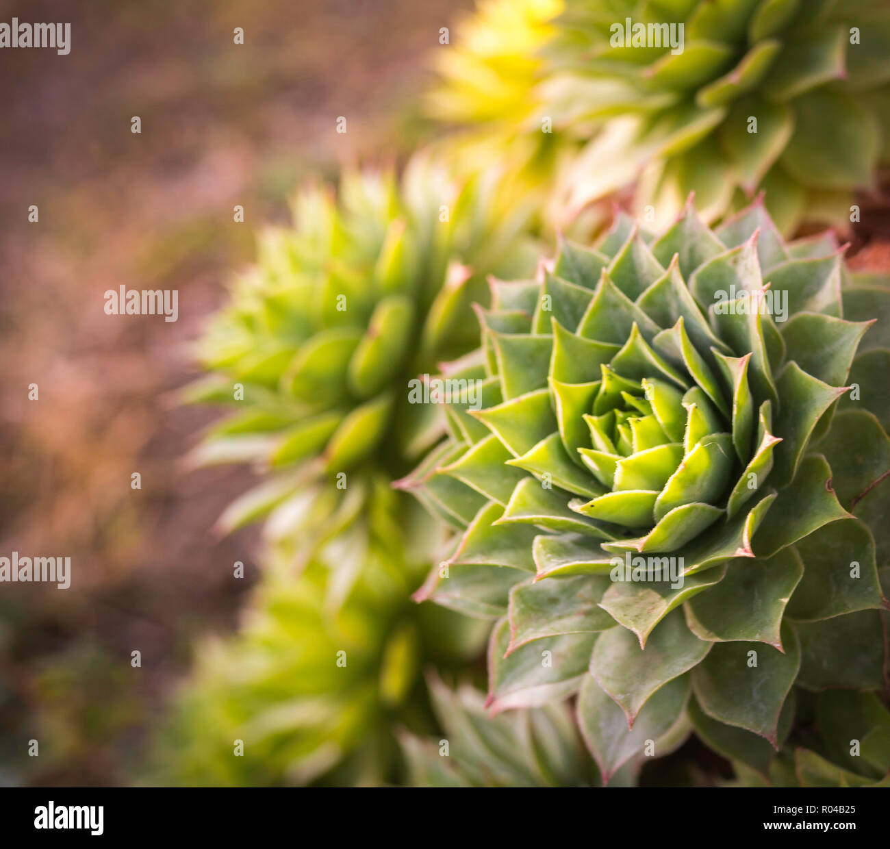 Close-up of Echeveria, succulent plant with green leaves that form a large rosette shape. succulent plants top view Stock Photo