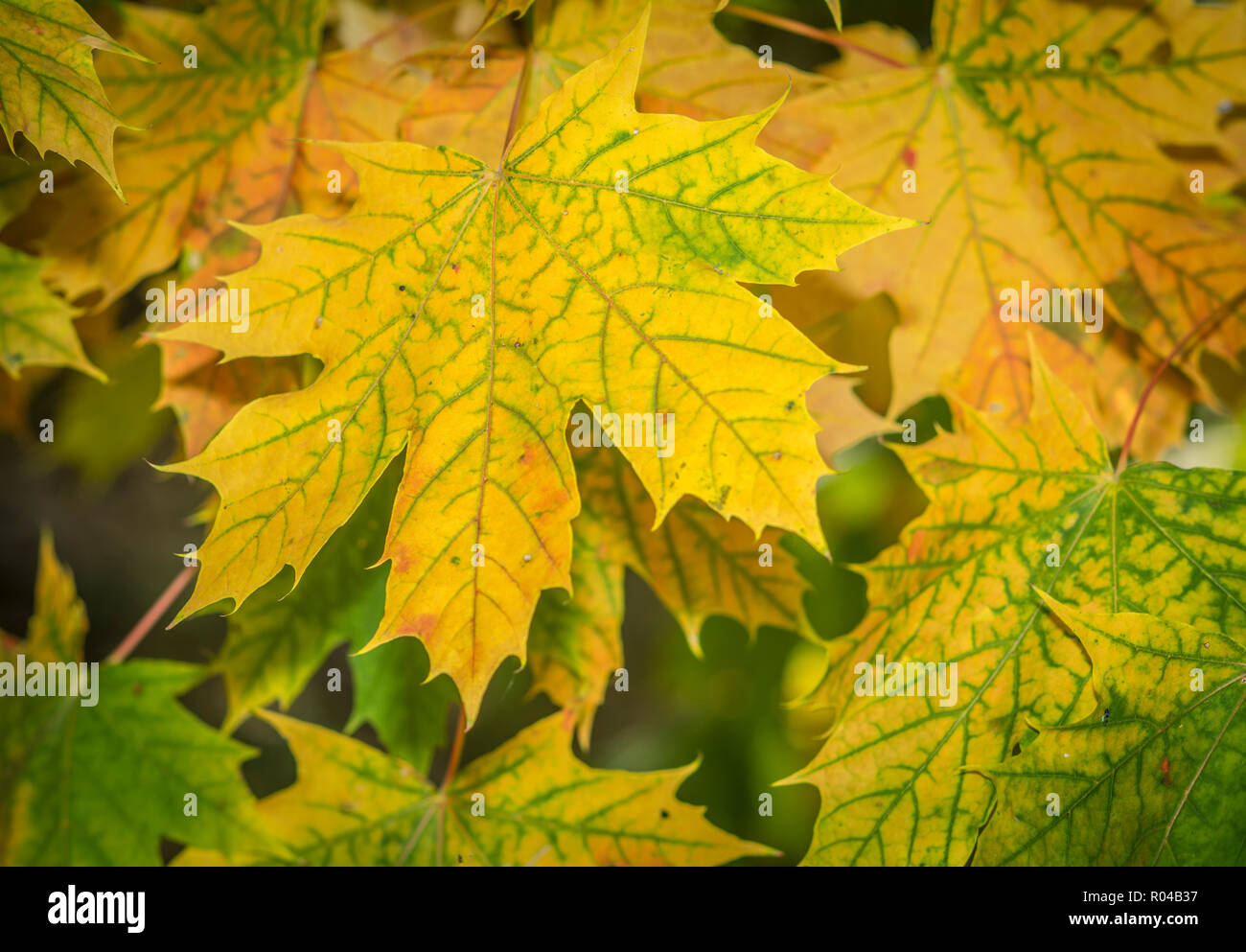 yellow and green Autumn Leaves Background Stock Photo - Alamy