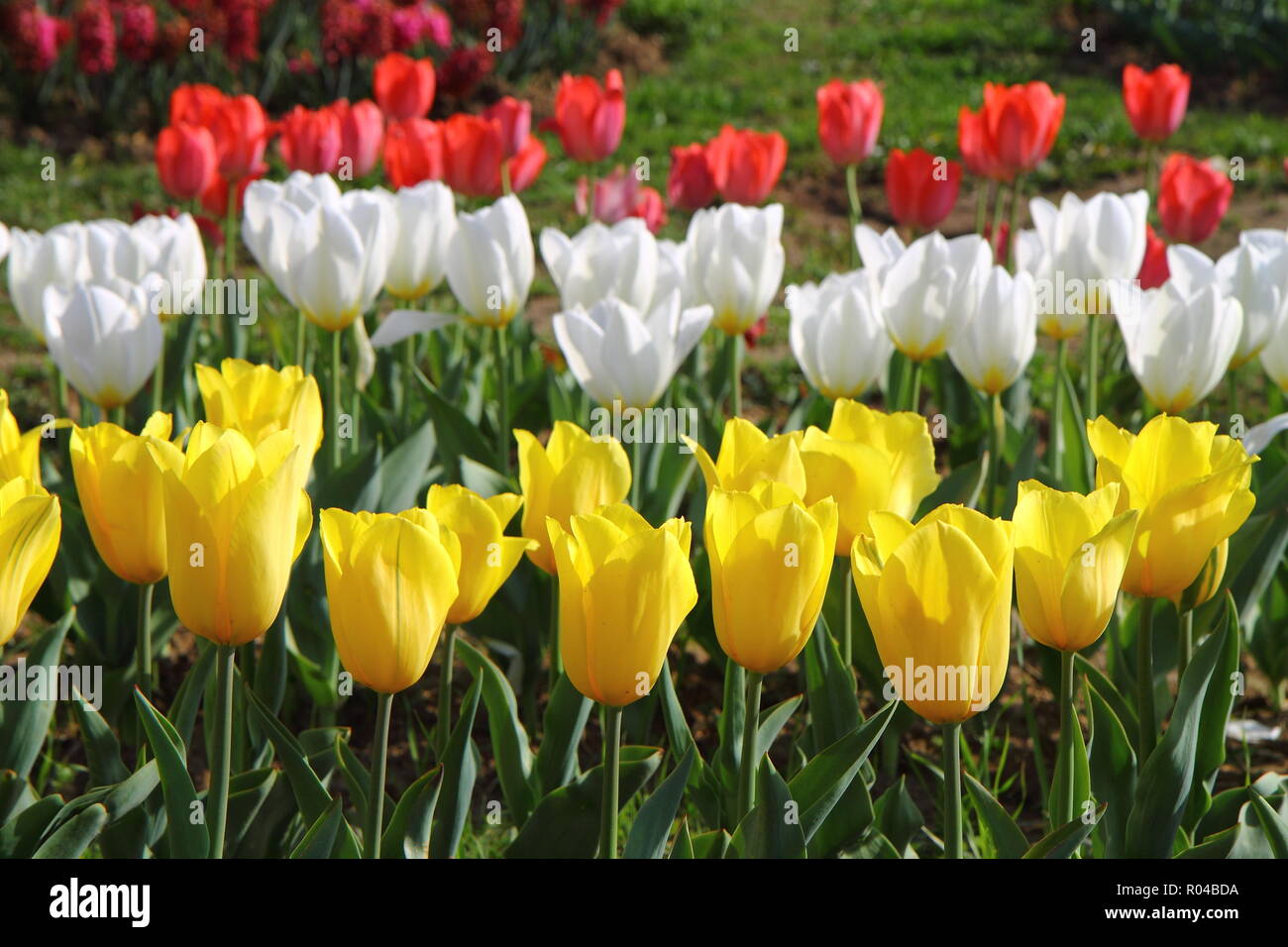 Beautiful yellow tulips in closeup and white,red tulips in background - Tulip Festival at SRINAGAR, INDIA 2017 Stock Photo