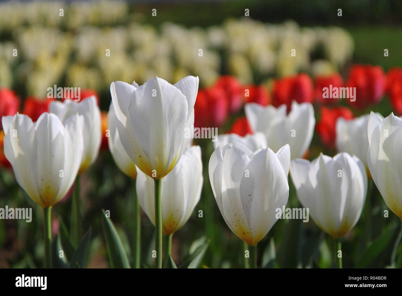Beautiful white tulips in closeup at tulip festival (red and yellow in background) - SRINAGAR, INDIA (April 2017) Stock Photo