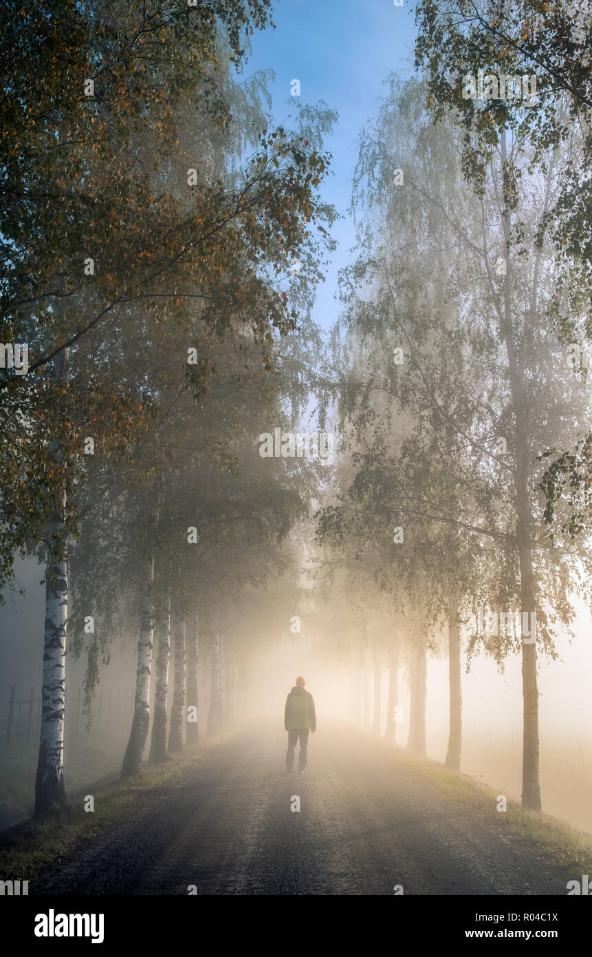 Idyllic landscape with walking man, birch alley, beautiful morning fog and light at autumn morning in Finland Stock Photo