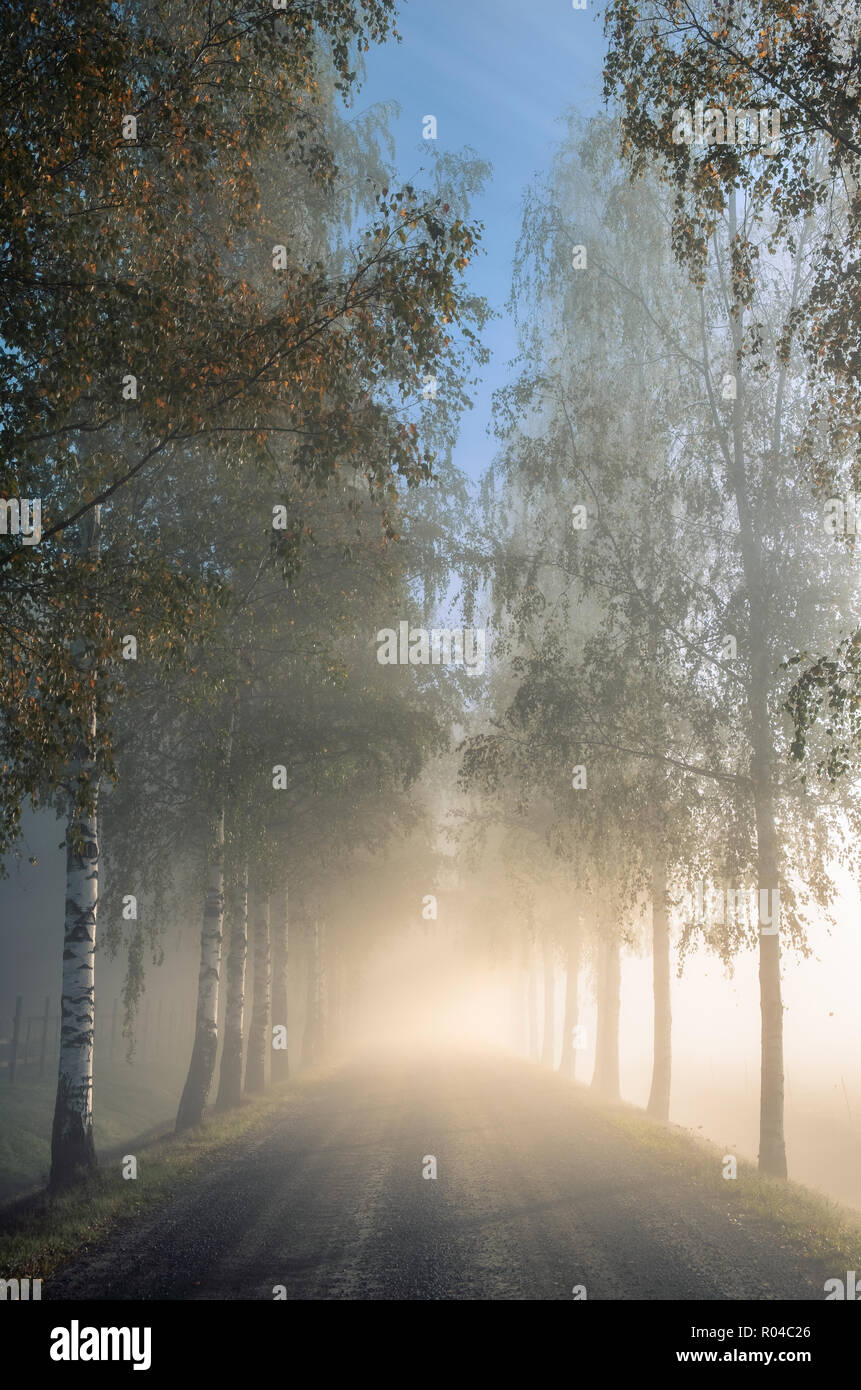 Idyllic landscape with birch alley, beautiful morning fog and light at autumn morning in Finland Stock Photo