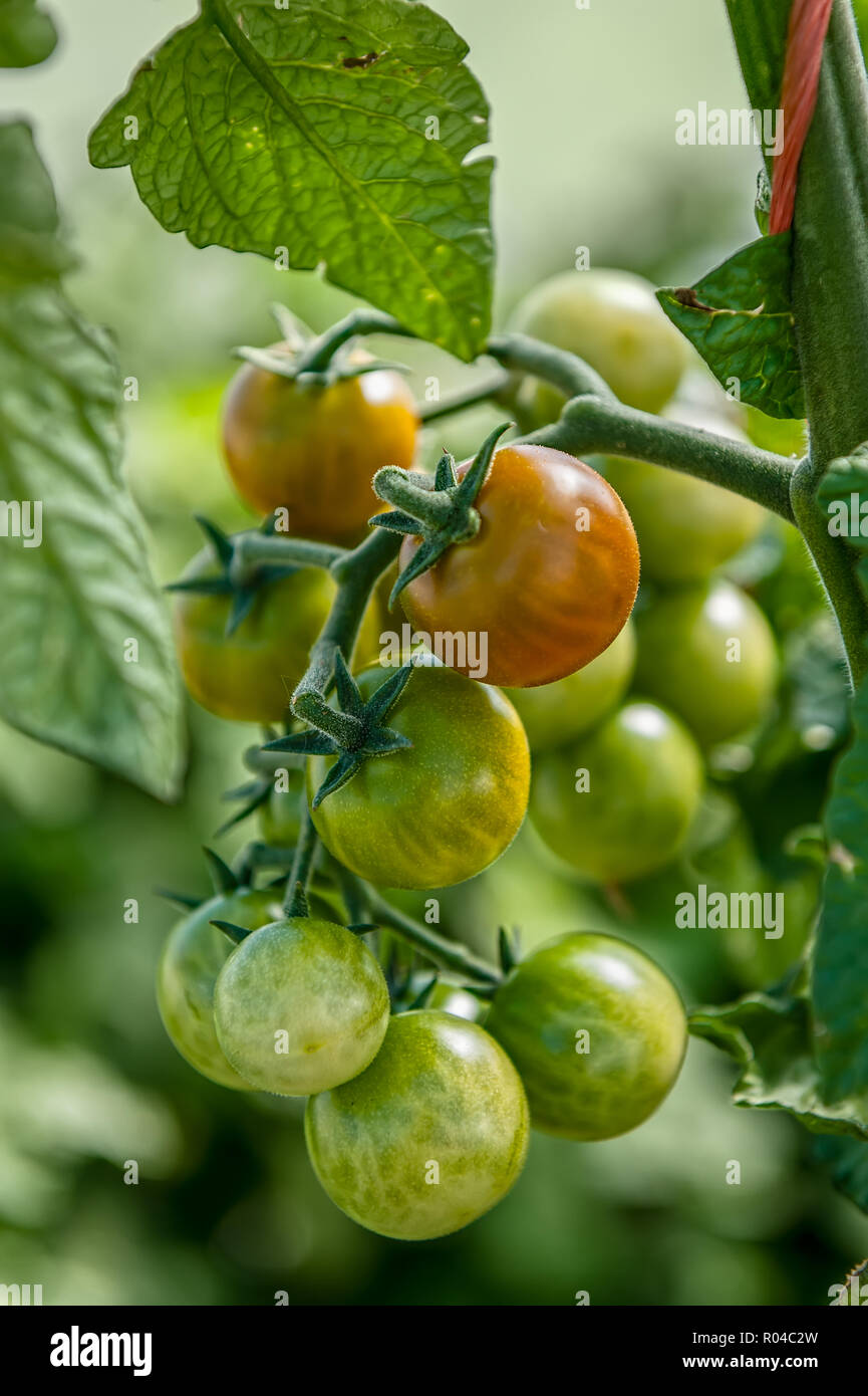 Cluster of ripening cherry tomatoes Stock Photo