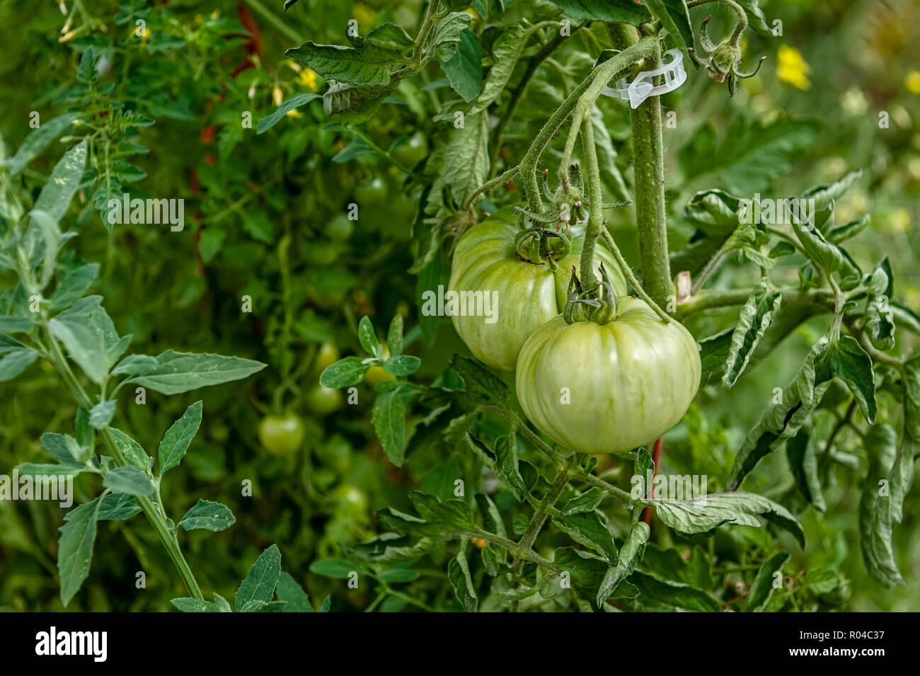 Green heirloom tomatoes ripening on the vine Stock Photo - Alamy