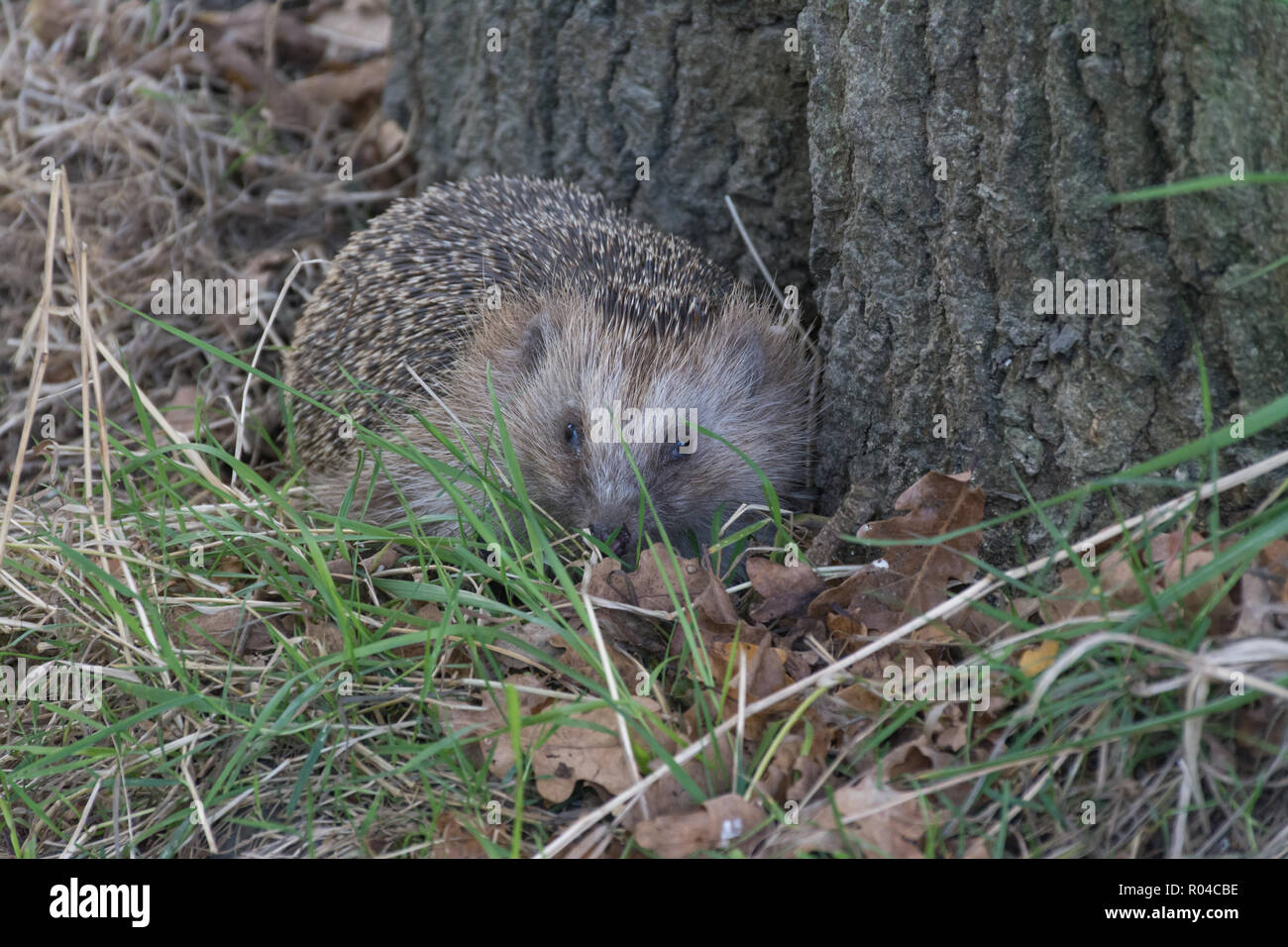 European hedgehog (Erinaceus europaeus) Stock Photo