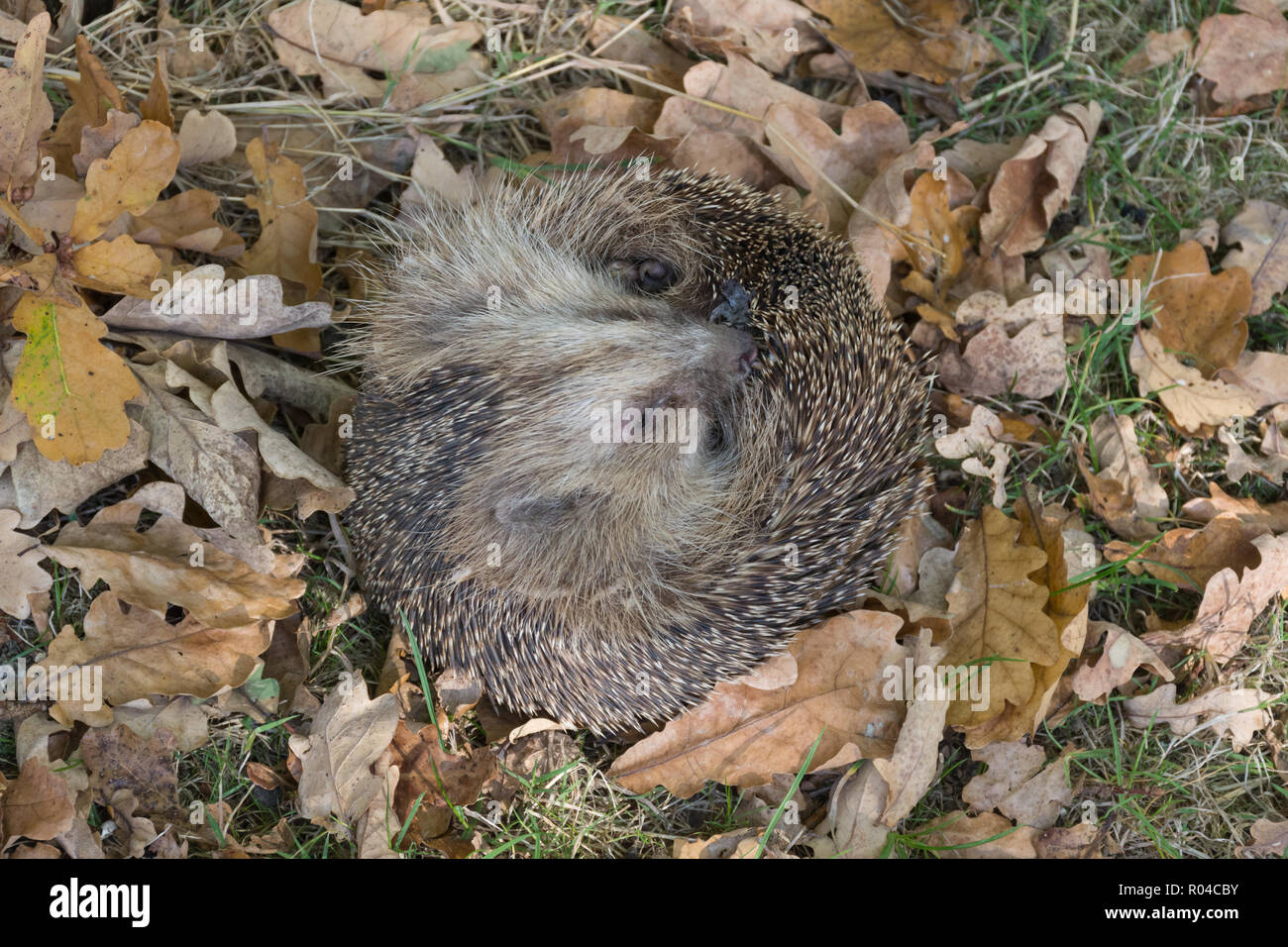 European hedgehog (Erinaceus europaeus) curled up on its back among oak leaves. Animal humour Stock Photo