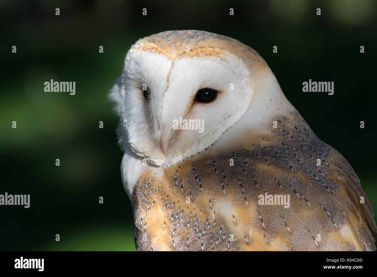 Close-up of barn owl (Tyto alba) Stock Photo