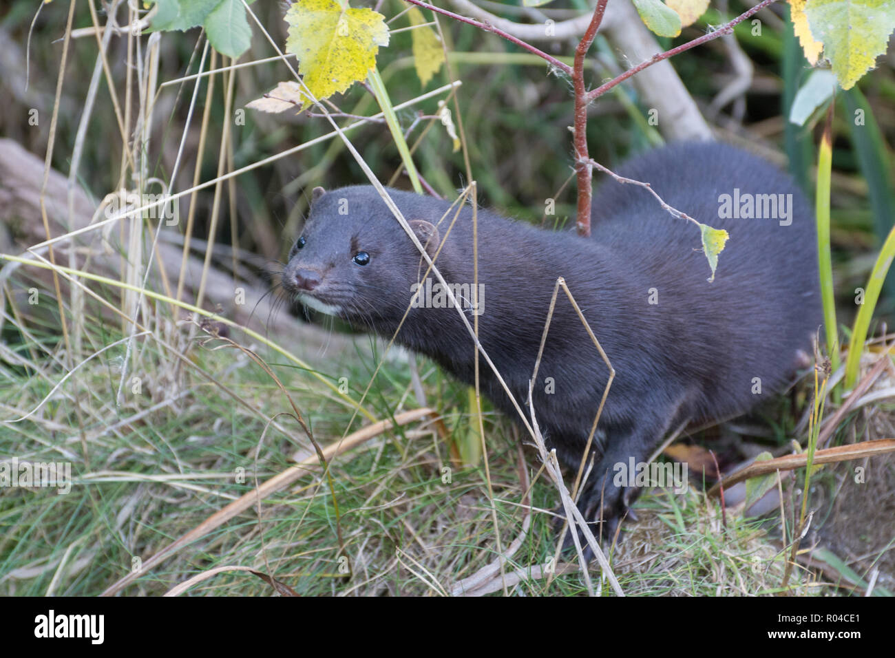 American mink (Neovison vison), a semi-aquatic species of mustelid that was introduced into the UK by release from fur farms Stock Photo