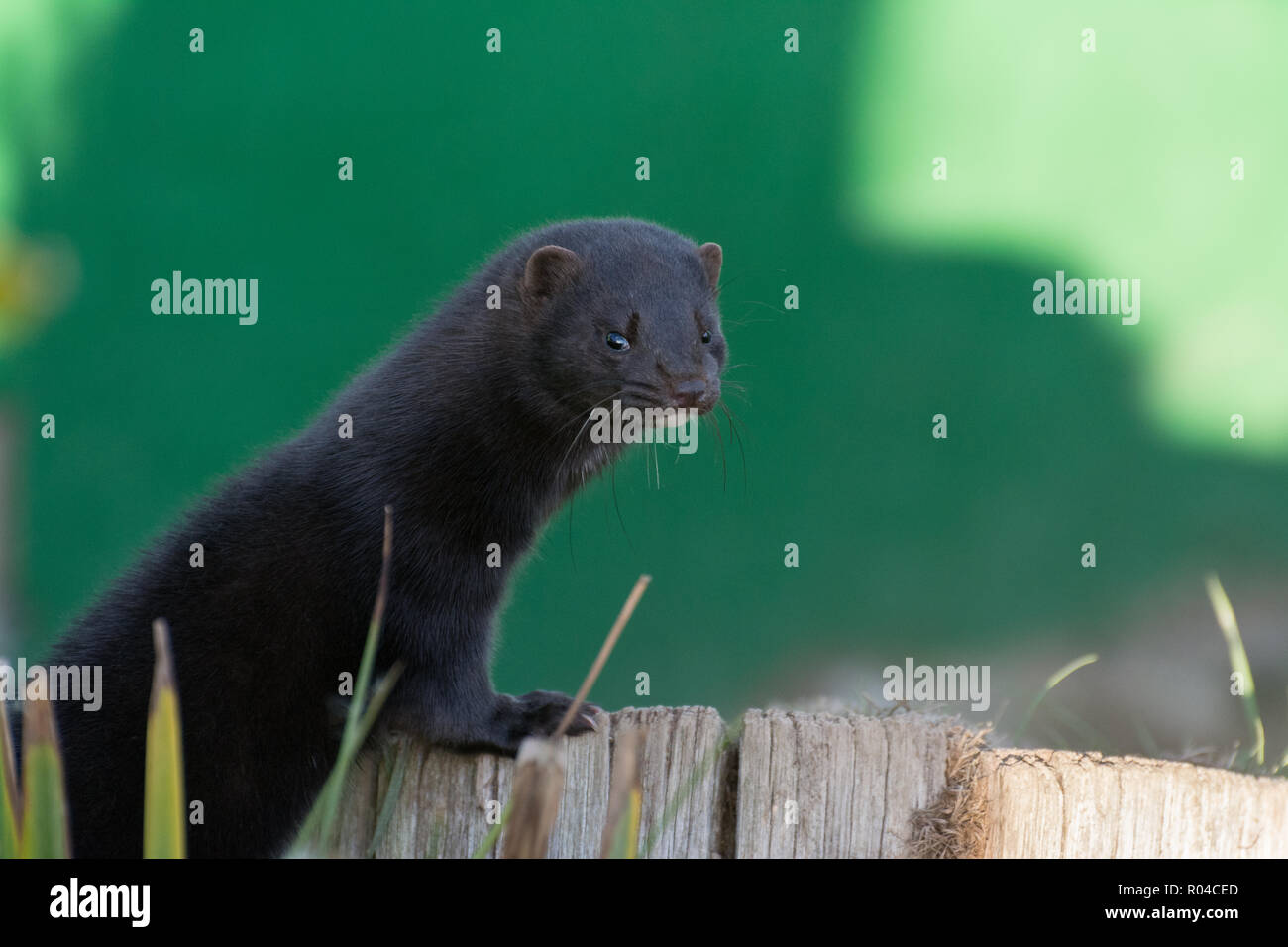 American mink (Neovison vison), a semi-aquatic species of mustelid that was introduced into the UK by release from fur farms Stock Photo