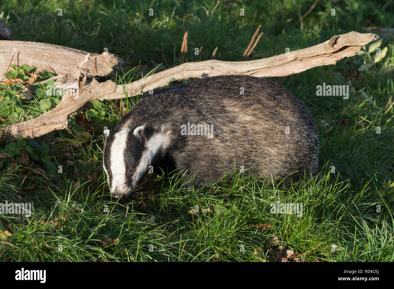 Badger (European or Eurasian badger, Meles meles), a mustelid species, in the UK Stock Photo