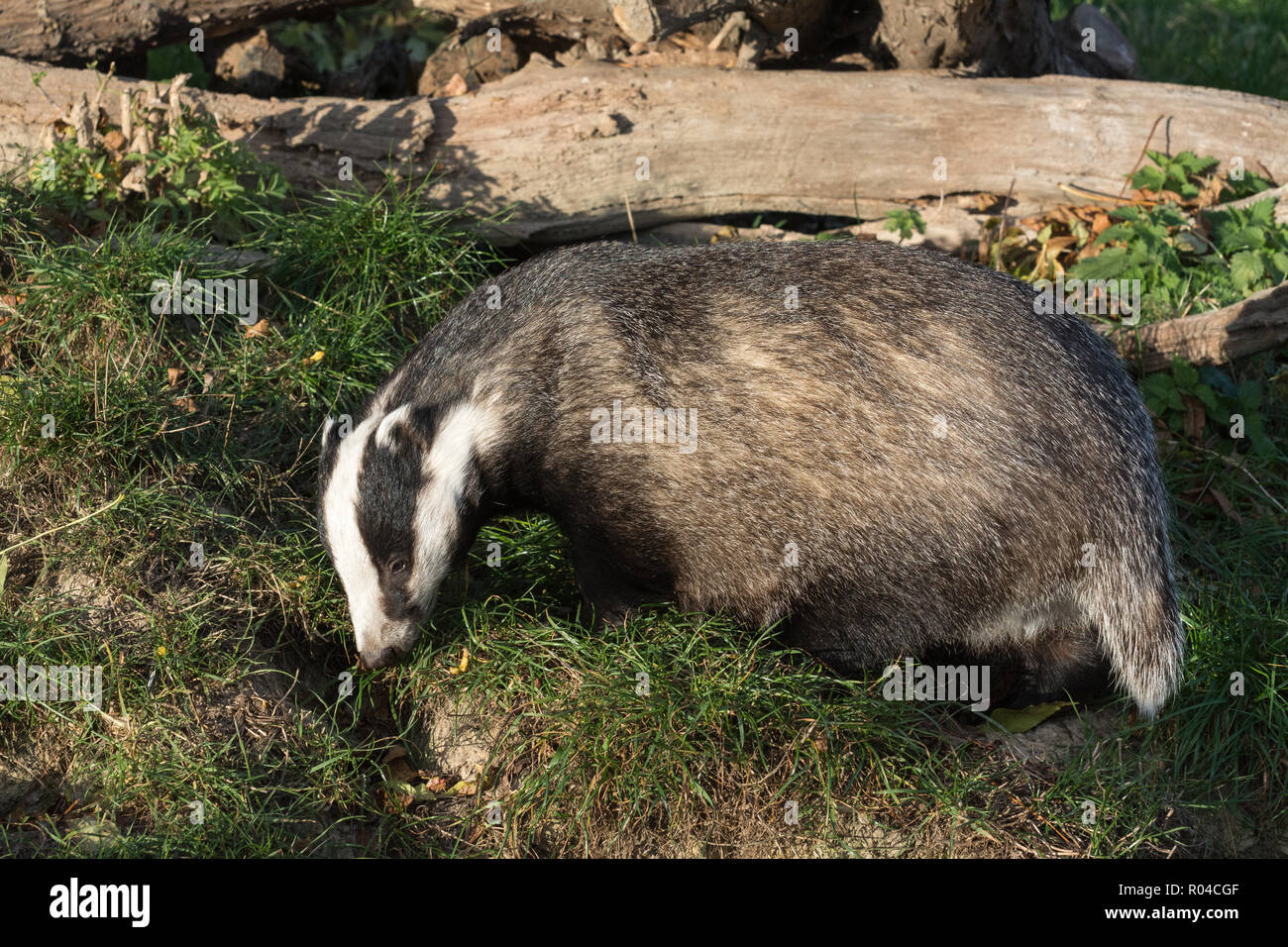 Badger (European or Eurasian badger, Meles meles), a mustelid species, in the UK Stock Photo