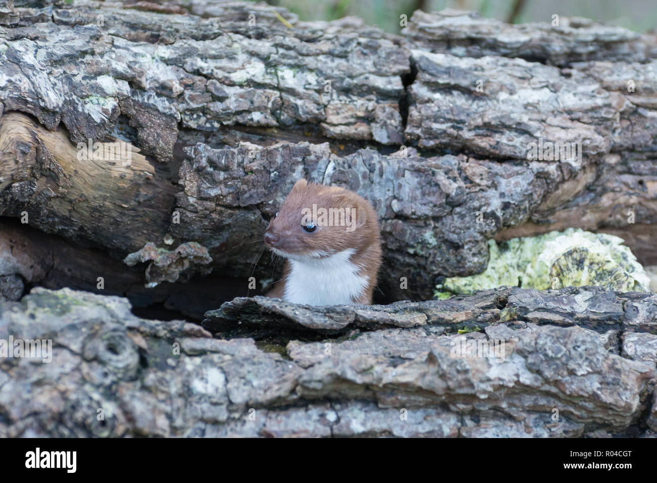 Weasel (Mustela nivalis) peeking out of a hole in a log pile. The weasel is the smallest member of the mustelid family of mammals, and a carnivore Stock Photo