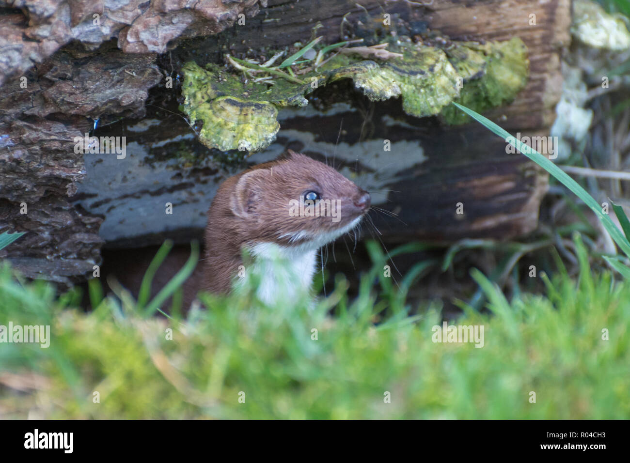 Weasel (Mustela nivalis) peeking out of a hole in a log pile. The weasel is the smallest member of the mustelid family of mammals, and a carnivore Stock Photo