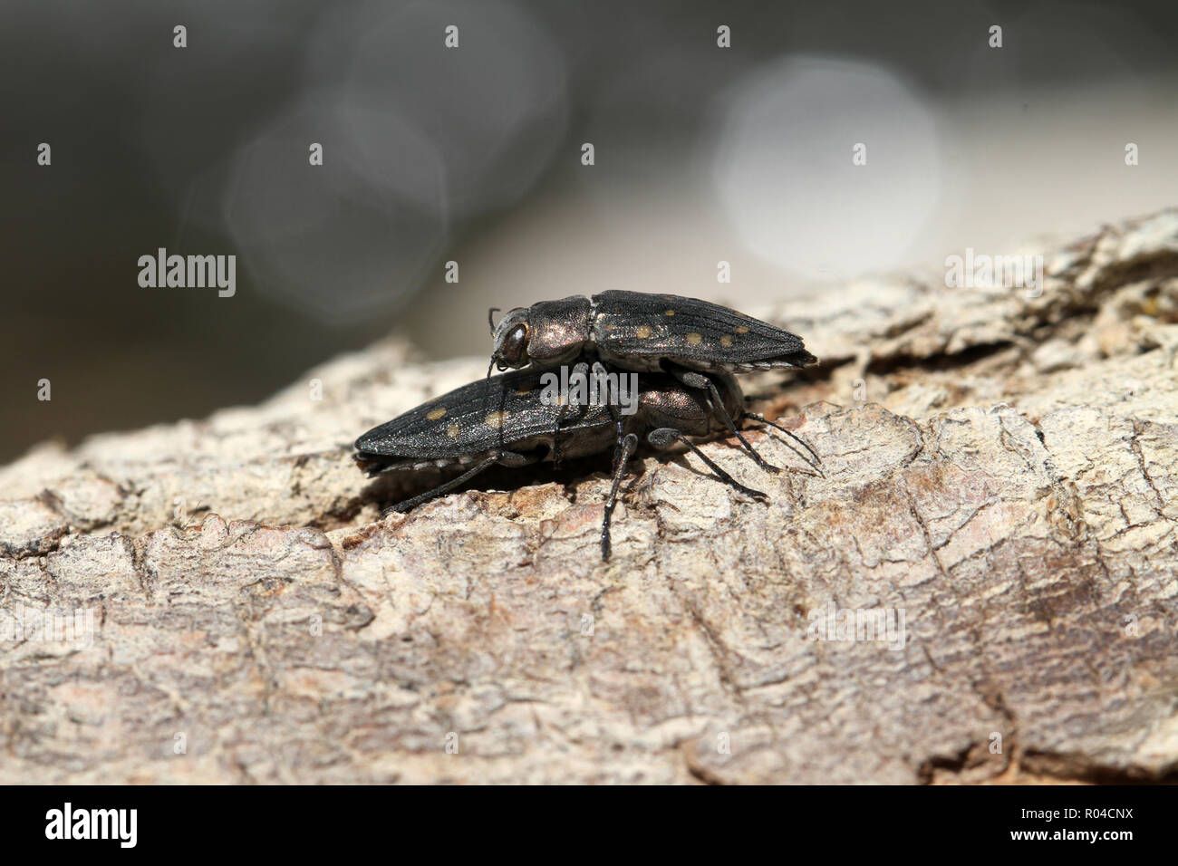 Two Coleopteras on a piece of wood Stock Photo