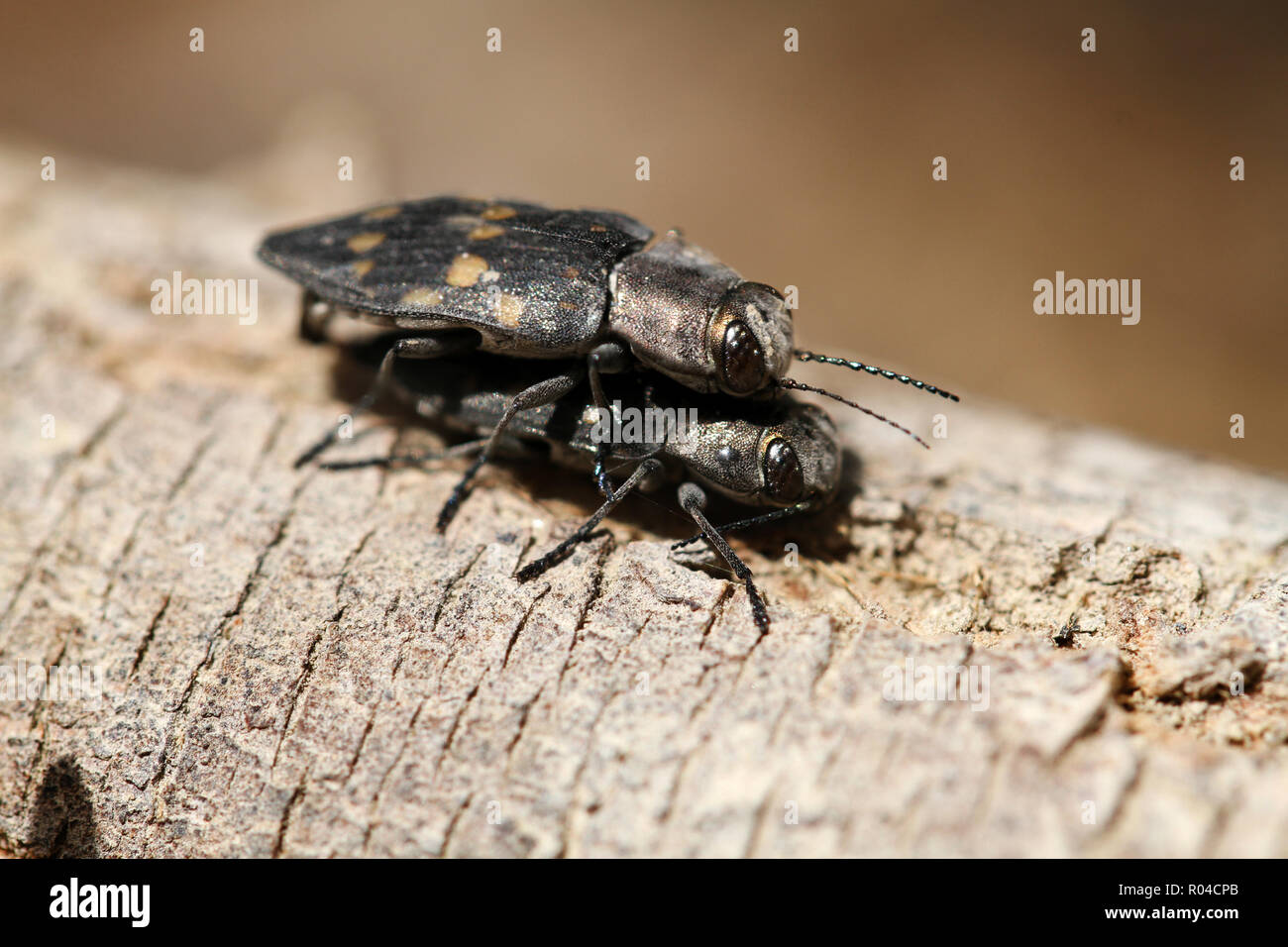 Two Coleopteras on a piece of wood Stock Photo