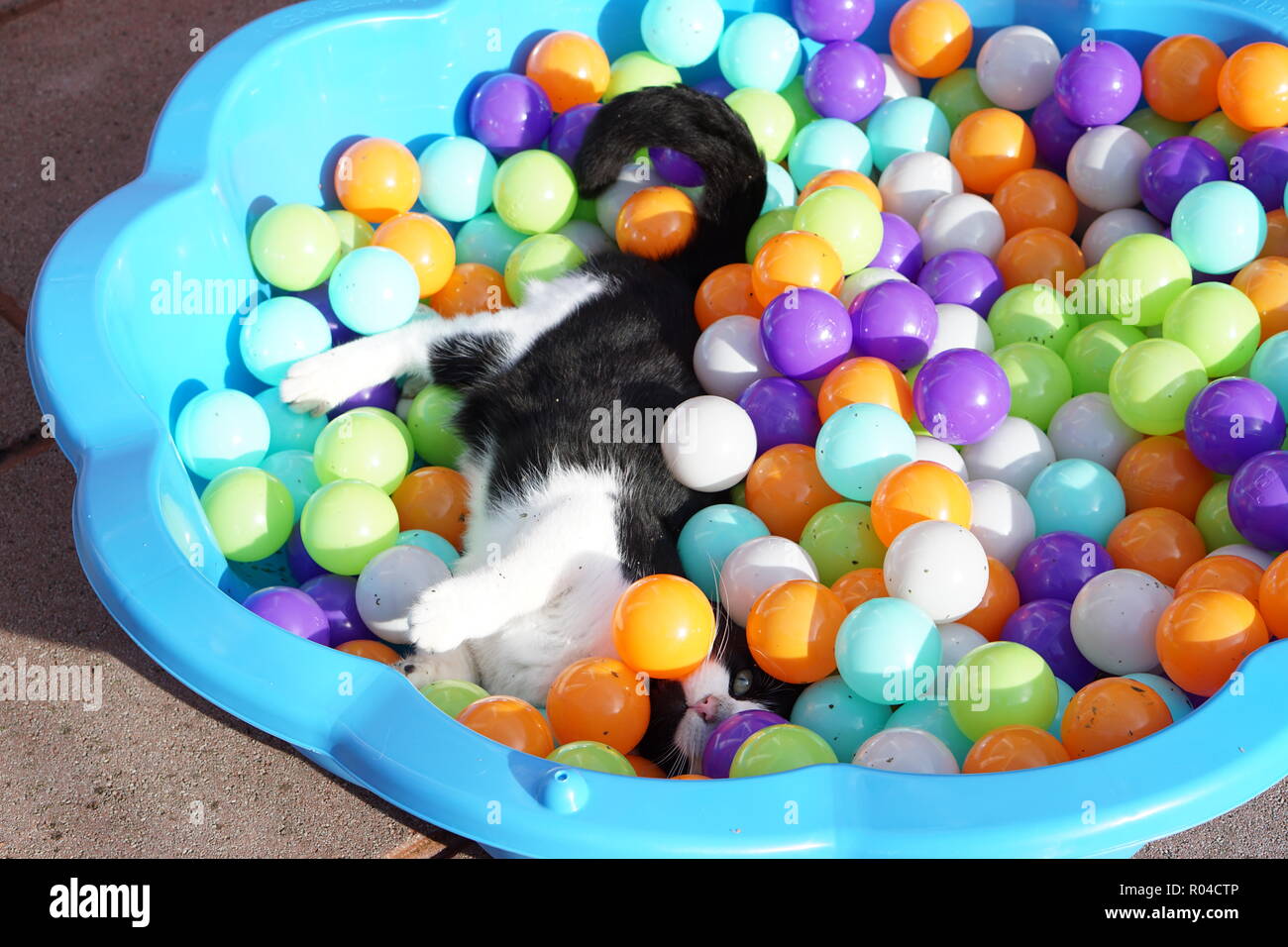 cat ball pit